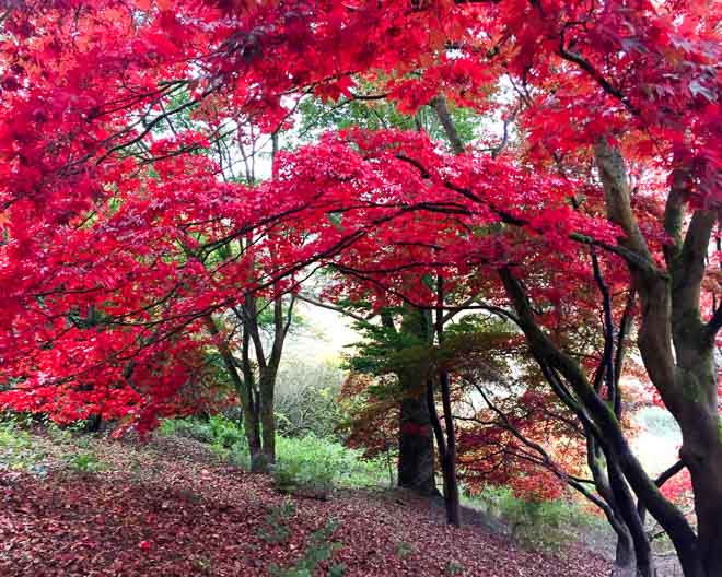 winkworth arboretum